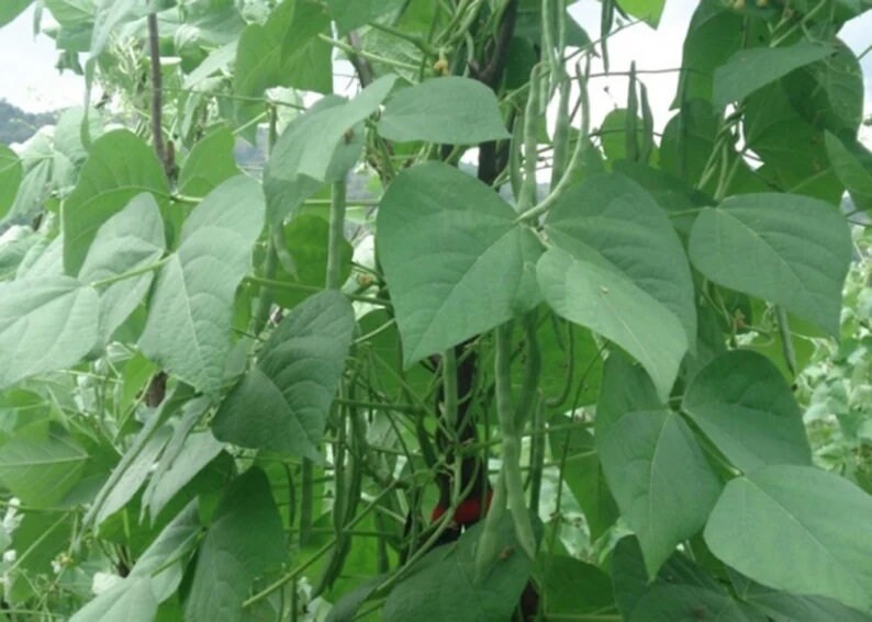 2 Green Beans Plants in a 4 Pot/ Organic /vine Two Etsy