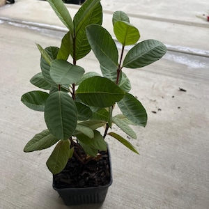 May include: A small guava plant in a black plastic pot. The plant has multiple stems with large, oval, green leaves. The stems are reddish-brown. The pot is filled with dark soil. The plant is outdoors on a concrete surface.