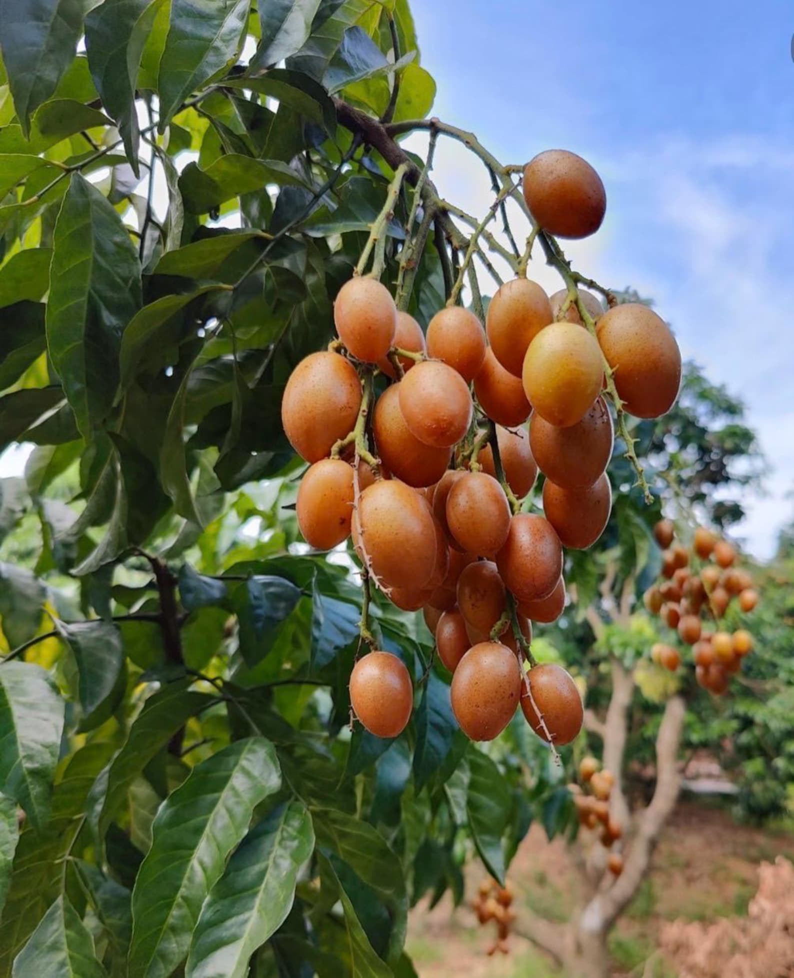 Rare Wampee Tree (clausena Lansium) in 4” Pot. Seedings,6-8” Tall With ...