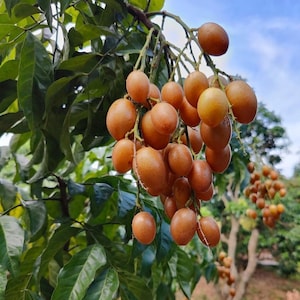 May include: A close-up of a tree branch laden with clusters of oval-shaped, amber-colored fruits. The fruits are in various stages of ripeness, with some displaying a deeper, richer hue. Lush green leaves provide a contrasting backdrop against a blue sky.