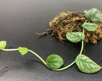 Monstera Dubia / bare ROOTED