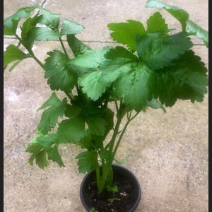 May include: A potted green plant with lush leaves. The plant is in a black plastic pot with brown soil.