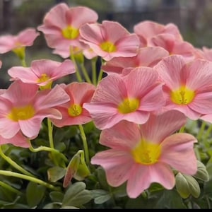 May include: A cluster of pink flowers with yellow centers and green stems. The petals are a soft pink hue, and the yellow centers provide a striking contrast. The flowers are in full bloom, creating a vibrant display of color and texture. The image showcases a close-up view of the blossoms.