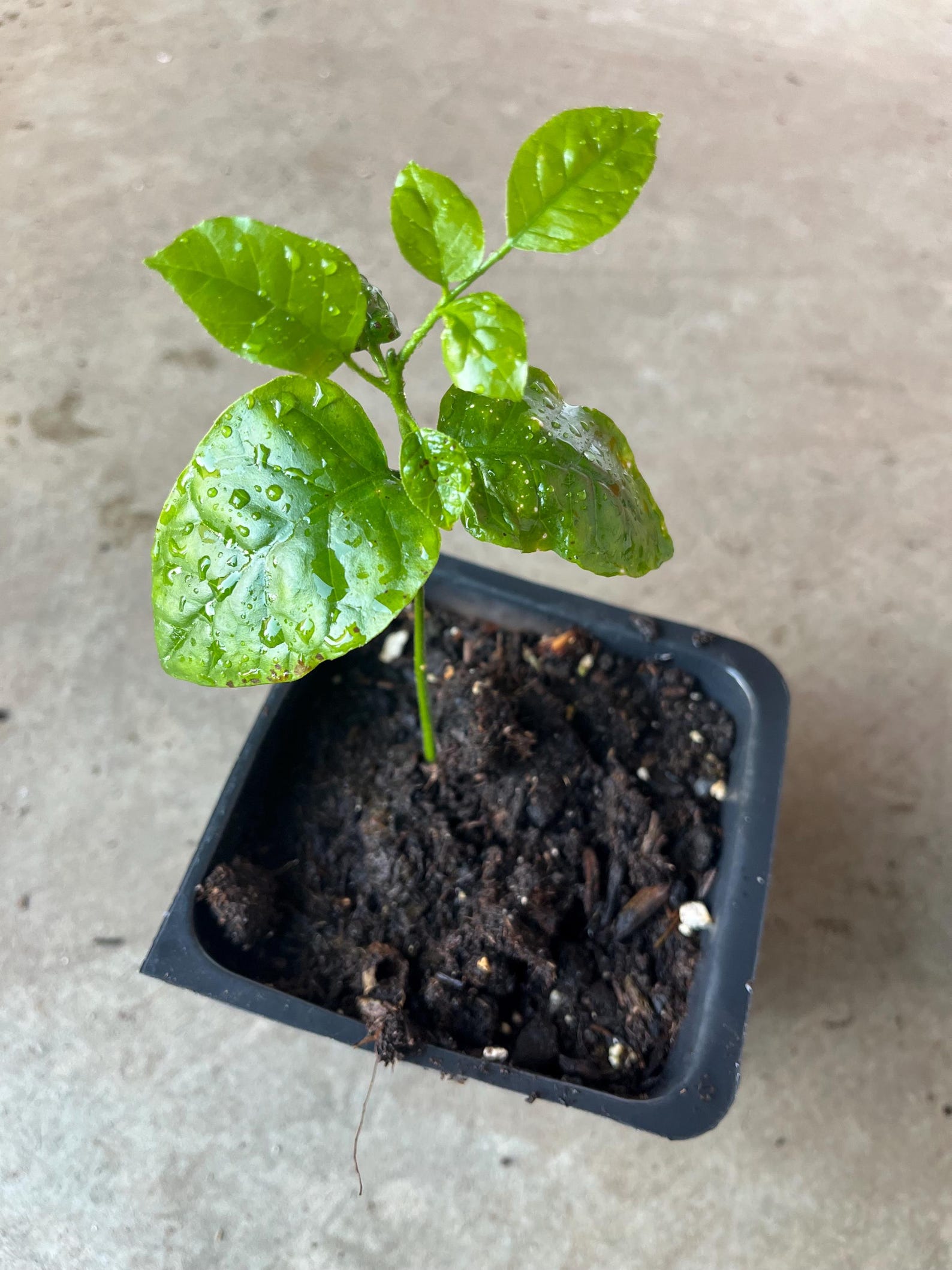 Wampee Roots Rare Wampee Tree (clausena Lansium) in 4” Pot. Seedings,6-8” Tall With ...