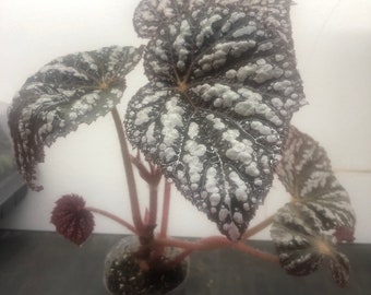 Begonia Rex Betsy 3" pot live plant