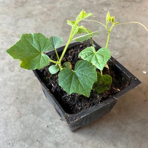 May include: A small green plant with large, textured leaves and delicate tendrils, potted in a black square container filled with dark soil. The plant is set against a gray concrete surface.