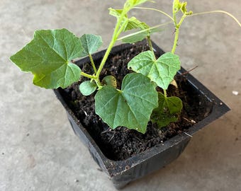 A mini watermelon/Cucamelon live plant in a 4” pot . Non GMO naturally grown