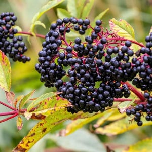May include: Close-up of a cluster of ripe, dark purple elderberries. The berries are densely packed on red stems, surrounded by green and yellow leaves. The image is set against a blurred green background, highlighting the berries.