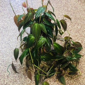Philodendron Micans rooted Cutting