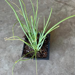 a bunch of 15 bare roots organic green onions/or live 20 plants in a 4” pot.  Green Chinese (ShanDong) Onion,  Allium Fistulosum
