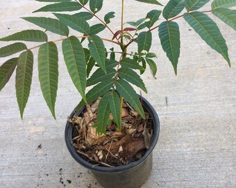 A two year  rooted live Chinese toon tree in a 6” pot, 16”tall , organic growth