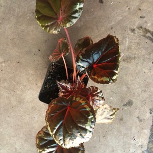 Begonia Ignita 3pot Terrarium image 6