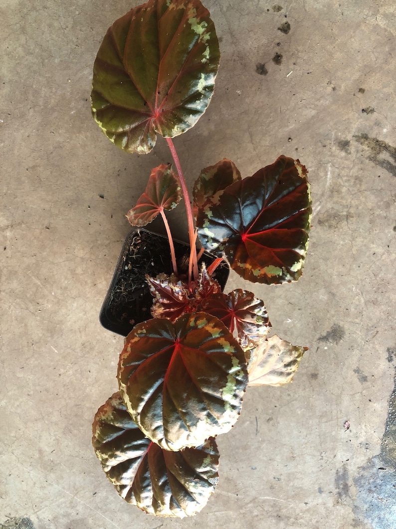 Begonia Ignita 3pot Terrarium image 6