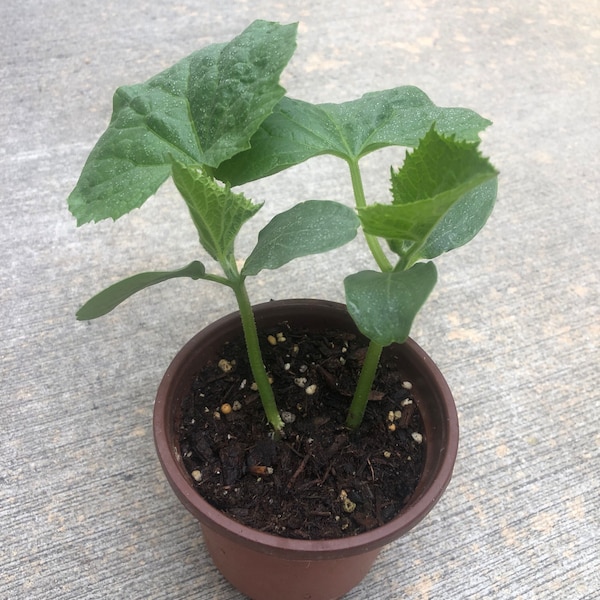 2 cucumber plants in a 4" pot /Chinese TianJin Cucumber green long/ Japanese Cucumber Green/ Taiwanese  Cucumber/organic growth None GMO