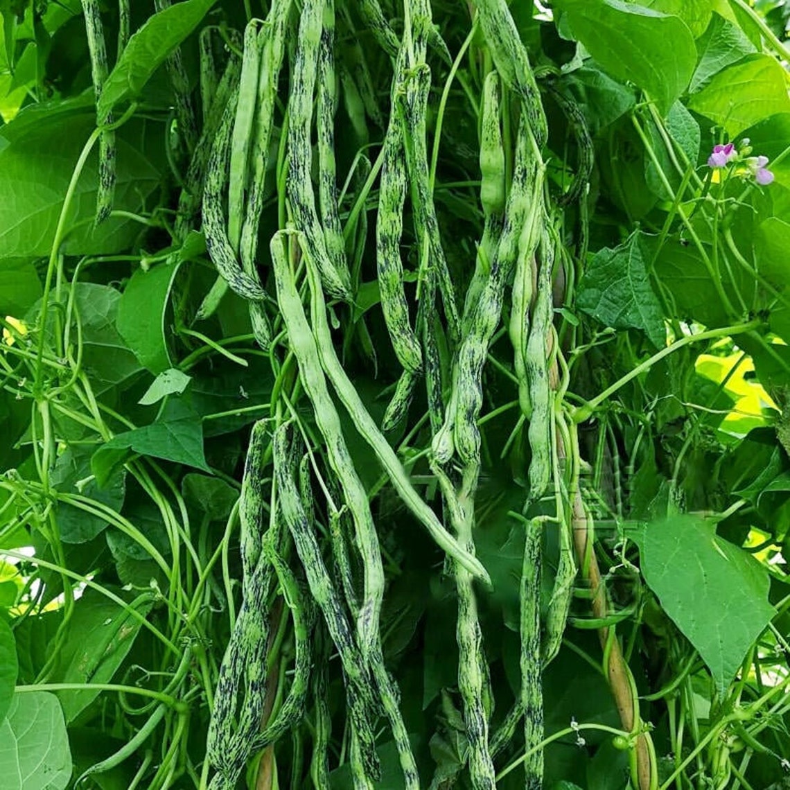 2 Green Beans Plants in a 4 Pot/ Organic /vine Two Etsy