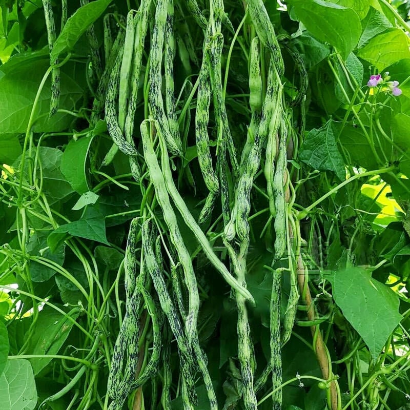 2 Green Beans Plants in a 4 Pot/ Organic /vine Two Options Green Bean