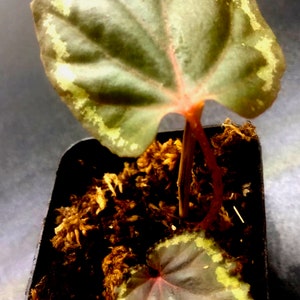 Begonia Ignita 3pot Terrarium image 2