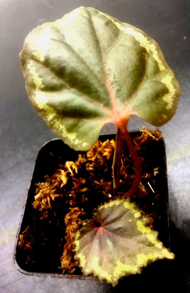 Begonia Ignita 3pot Terrarium image 2