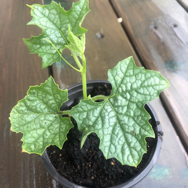 A Loofah Plant LIVE  in 4" pot     organic