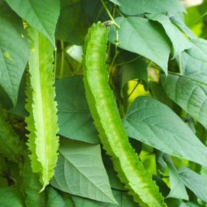 May include: Close-up of winged beans, a type of vegetable, with bright green pods and leaves. The pods have a distinctive, jagged edge. The image shows the beans growing on a vine, with lush green foliage.