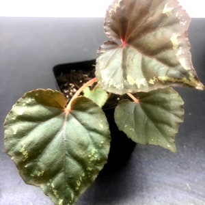 Begonia Ignita 3pot Terrarium image 3