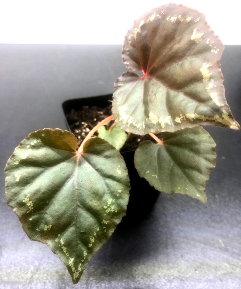 Begonia Ignita 3pot Terrarium image 3