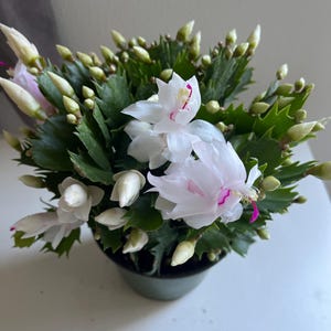 Holiday’s cactus / live plants in a 2”/4”/6”pot/red/white/purple/yellow/pink / orange flowers