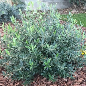 May include: A small olive tree with dense, lance-shaped leaves in shades of silvery-green and dark green. The plant features a rounded, bushy growth habit with numerous thin, woody branches extending outward from the center of the shrub.