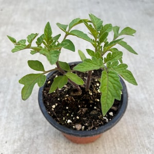 2 live plant tomato in a 4&quot; pot, CarbTomato large/cherry tomatoes bigger. 12-15 inches tall. Organic growth