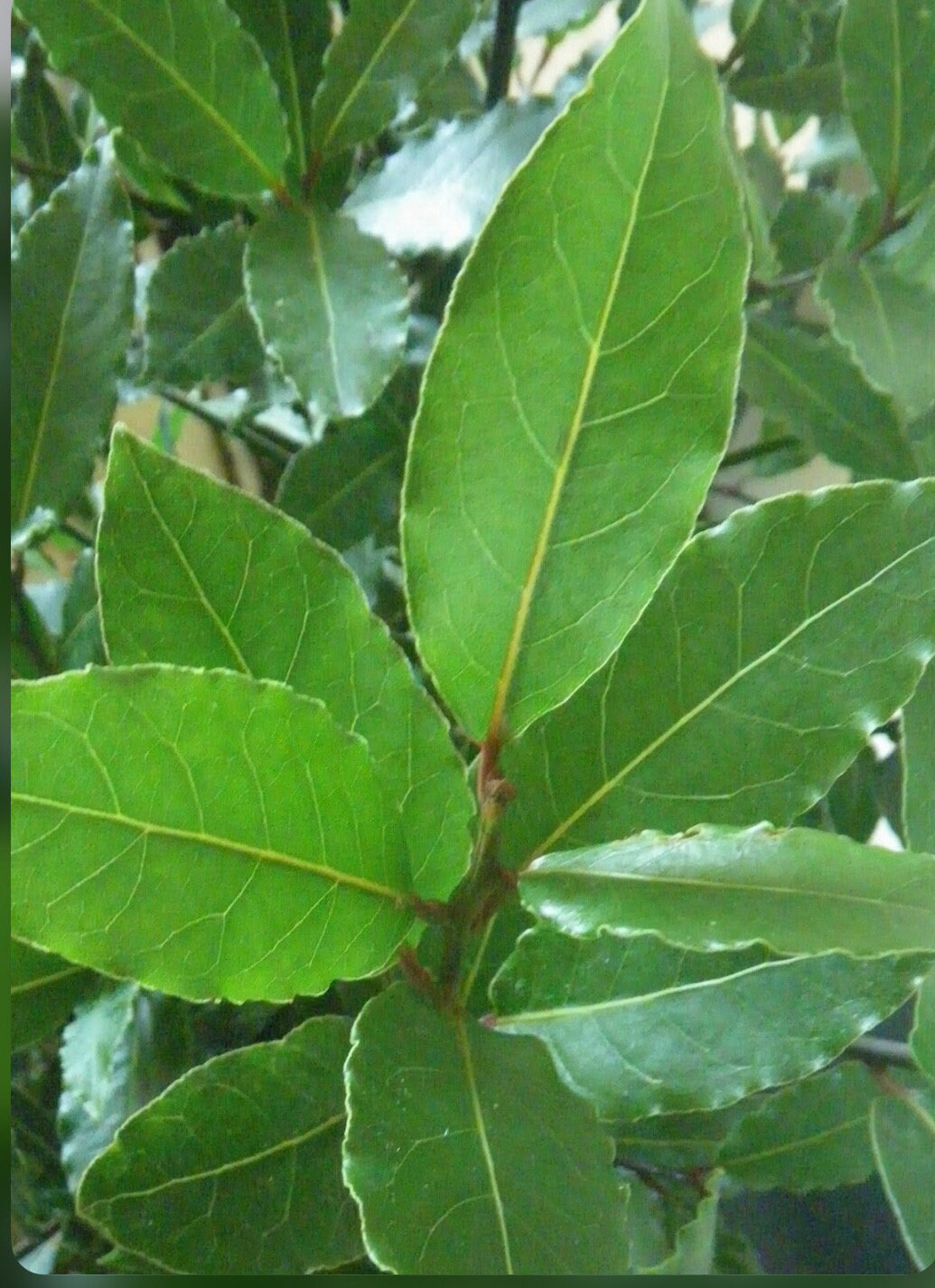 A Bay Leave Tree/laurus Nobilis/live in a 3’’ Pot/ 8”-10”high - Etsy