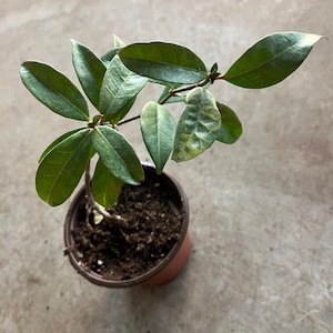 A star jasmine live plant in a 3” pot. 10”-12”