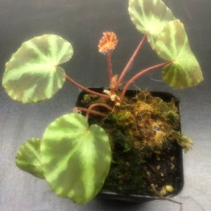 A Bogonia Cleopatrae in a 3&#39;&#39; pot