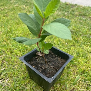 May include: A small potted plant with vibrant green leaves and a reddish stem. The plant is in a square black plastic pot filled with soil, set against a backdrop of green grass.