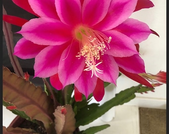 2 Branch of bare roots gradient pink Epiphyllum/huge noid Epiphyllum red/orange orchid cactus, live Epiphyllum shipped in 4'' pot/or cutting