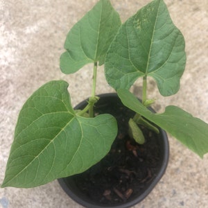 May include: A small, potted plant with three large, heart-shaped green leaves. The leaves have prominent veins and are growing from a dark soil base within a black plastic pot. The plant is set against a neutral background.