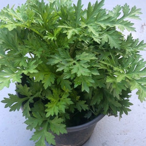 more than 8 MUGWORT small live plant in 6” pot and Dried Herbal Artemisia Argyi, Silvery Wormwood 艾草(ai cao)   Organic Medicinal Herb
