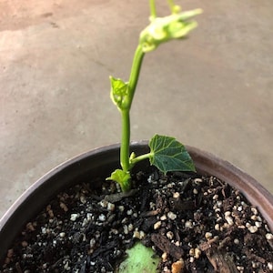 a CHAYOTE live plant in a one gallon pot /large fruit/Sechium Edule  organic