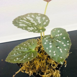 Begonia Rex Betsy 3” pot live plant