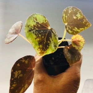 Begonia nigritarum live plant with 2&quot; pot