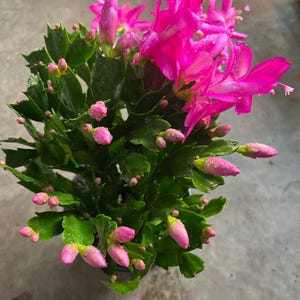 Christmas cactus live plants in a 2”/4”/6”pot/red/white/purple/yellow/pink / orange flowers