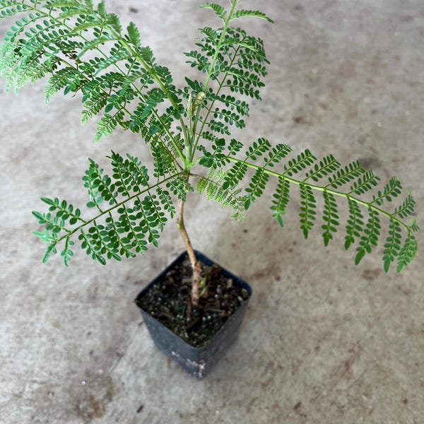 A blue Jacaranda tree live in a 3’’ pot/ 8”-10”high