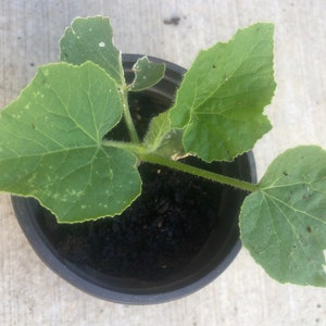1 Ash gourd plants in a 4 pot /winter melon /white gourd/gourd/Wax Gourd/ Non-GMO /Organic