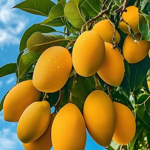 A rare honey ataulfo Mango live plant in a 4” pot /seedings