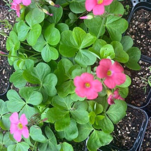 May include: A cluster of vibrant pink flowers with five petals and yellow centers, surrounded by numerous bright green, heart-shaped leaves arranged in groups of three, all growing within several small black plastic nursery pots.
