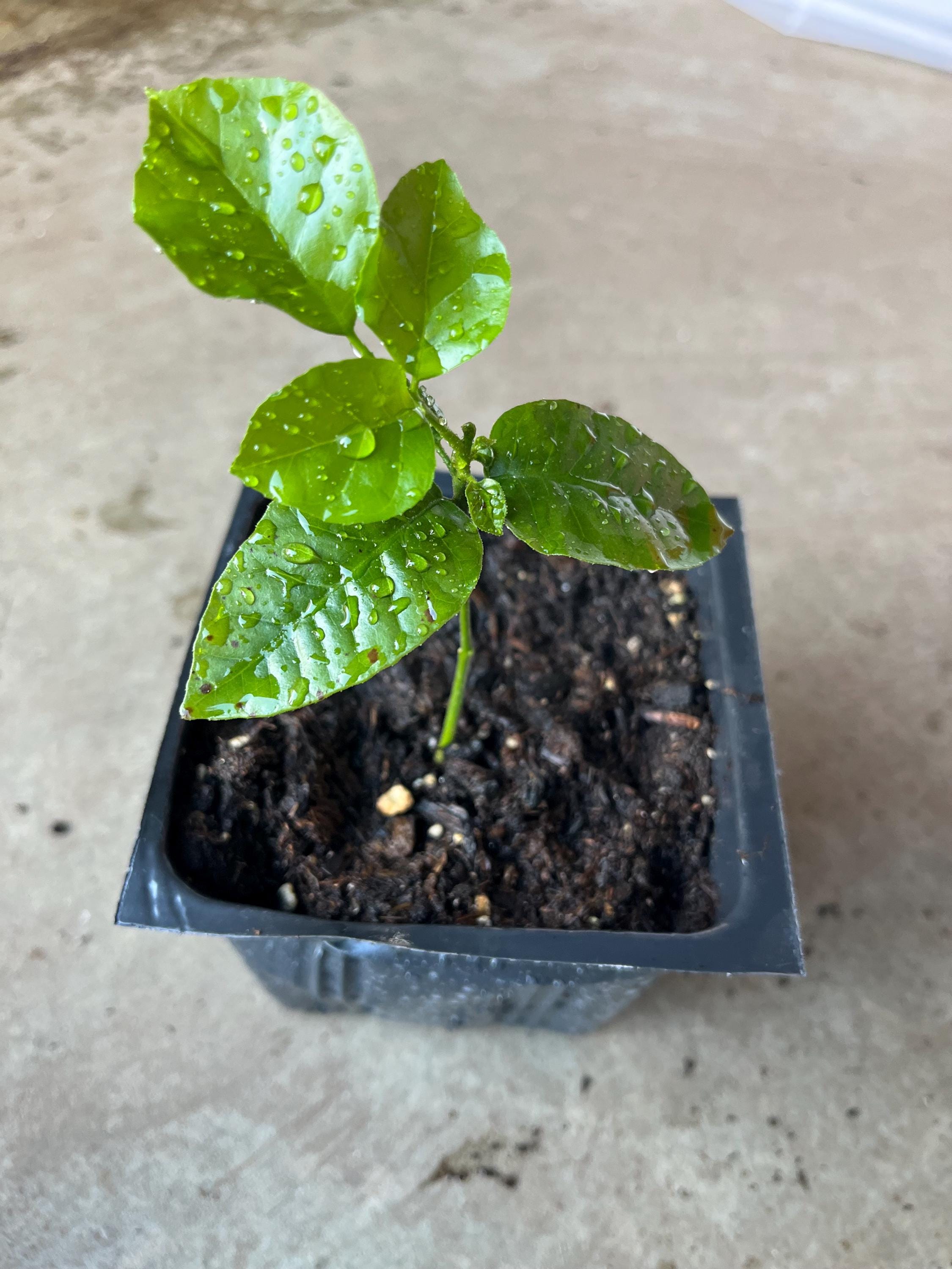 Wampee Roots Rare Wampee Tree (clausena Lansium) in 4” Pot. Seedings,6-8” Tall With ...