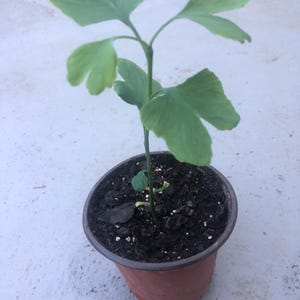 A Jinkgo tree/ginkgo/biloba /seedling /live in a 4’’ pot/ around 8 inches high, and seeds organic growth