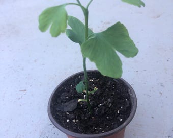A Jinkgo tree/ginkgo/biloba /seedling /live in a 4’’ pot/ around 8 inches high, and seeds organic growth