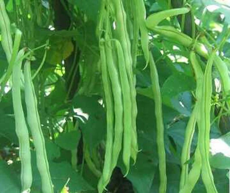 2 Green Beans Plants in a 4 Pot/ Organic /vine Two Etsy