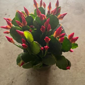 Spring cactus/easter cactus live plants in a 4”pots