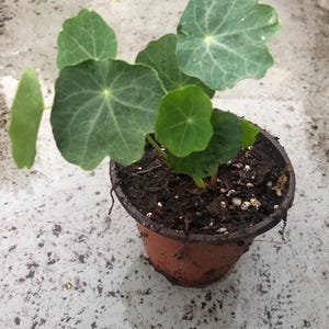 May include: A small potted plant with large, round, green leaves. The plant is in a brown pot with soil and white pebbles.